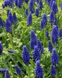 Muscari armeniacum.jpg